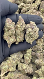 Gush Mintz Light Mixed lights