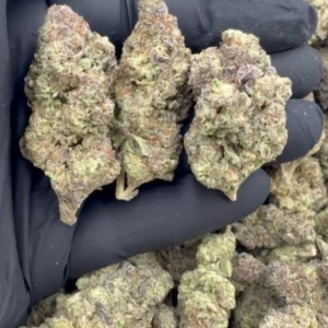 Gush Mintz Light Mixed lights