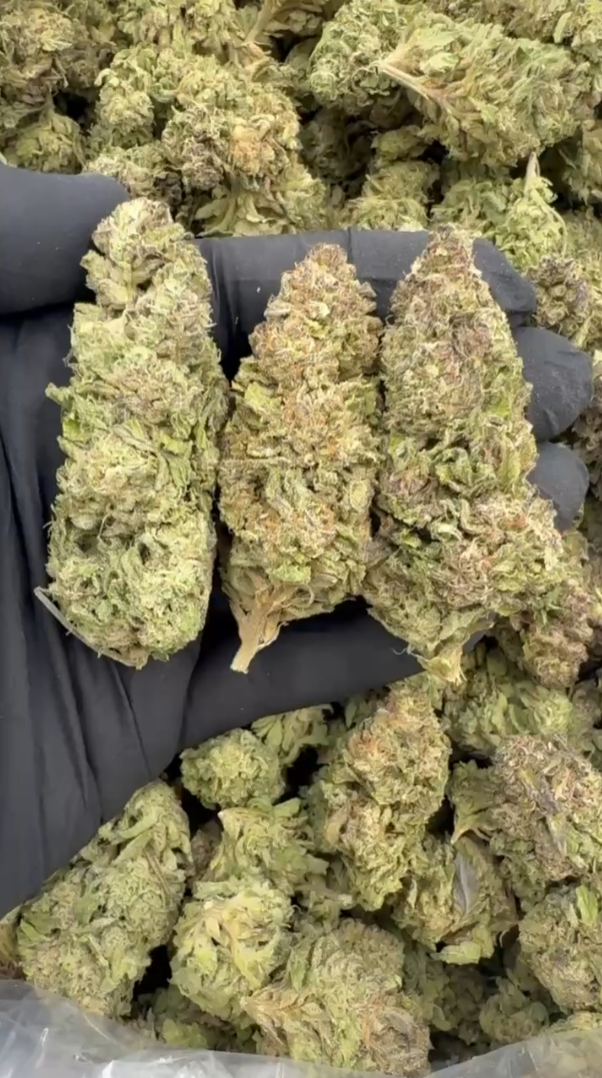 Gushmintz Mixed Lights