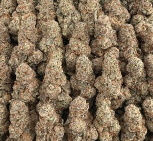 S22 Luminous Pop Smalls