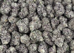 S32 NEW Gelato 41 Smalls